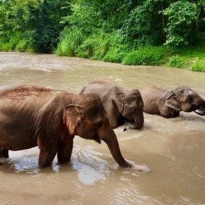 Protectora de Elefantes